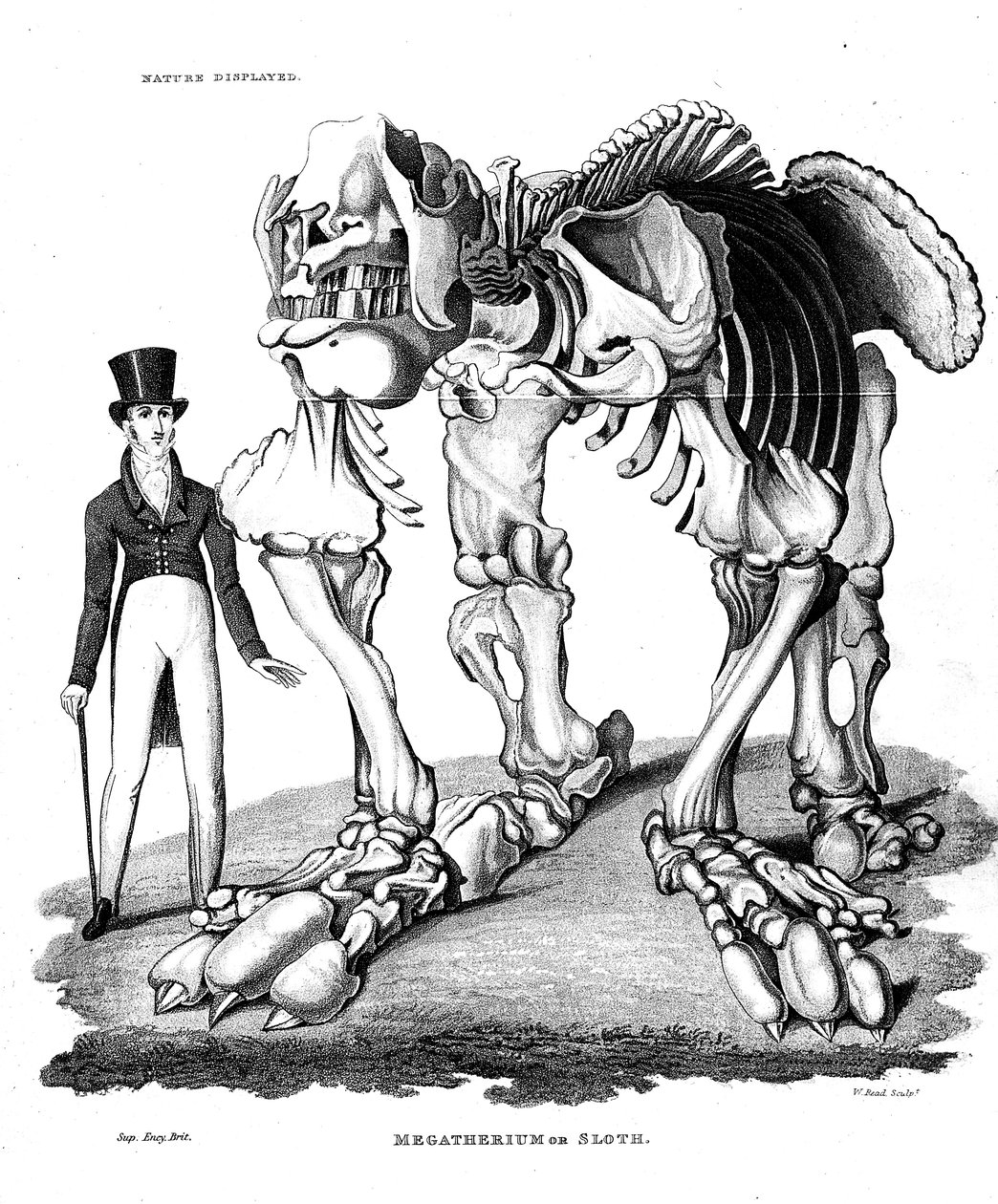 Skelett des Megatherium, ausgestorbener Riesenfaultier, 1823 von Unbekannt