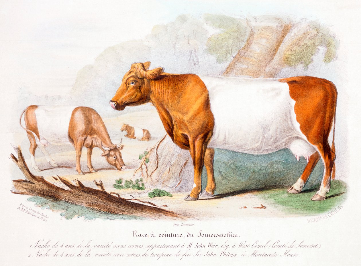 Somerset-Kühe, 1842 von Unbekannt