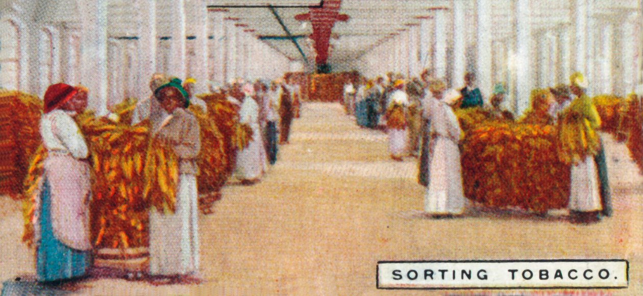 Tabak sortieren von Unbekannt