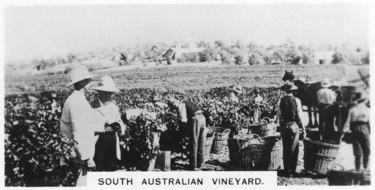 Weinberg in Südaustralien von Unbekannt