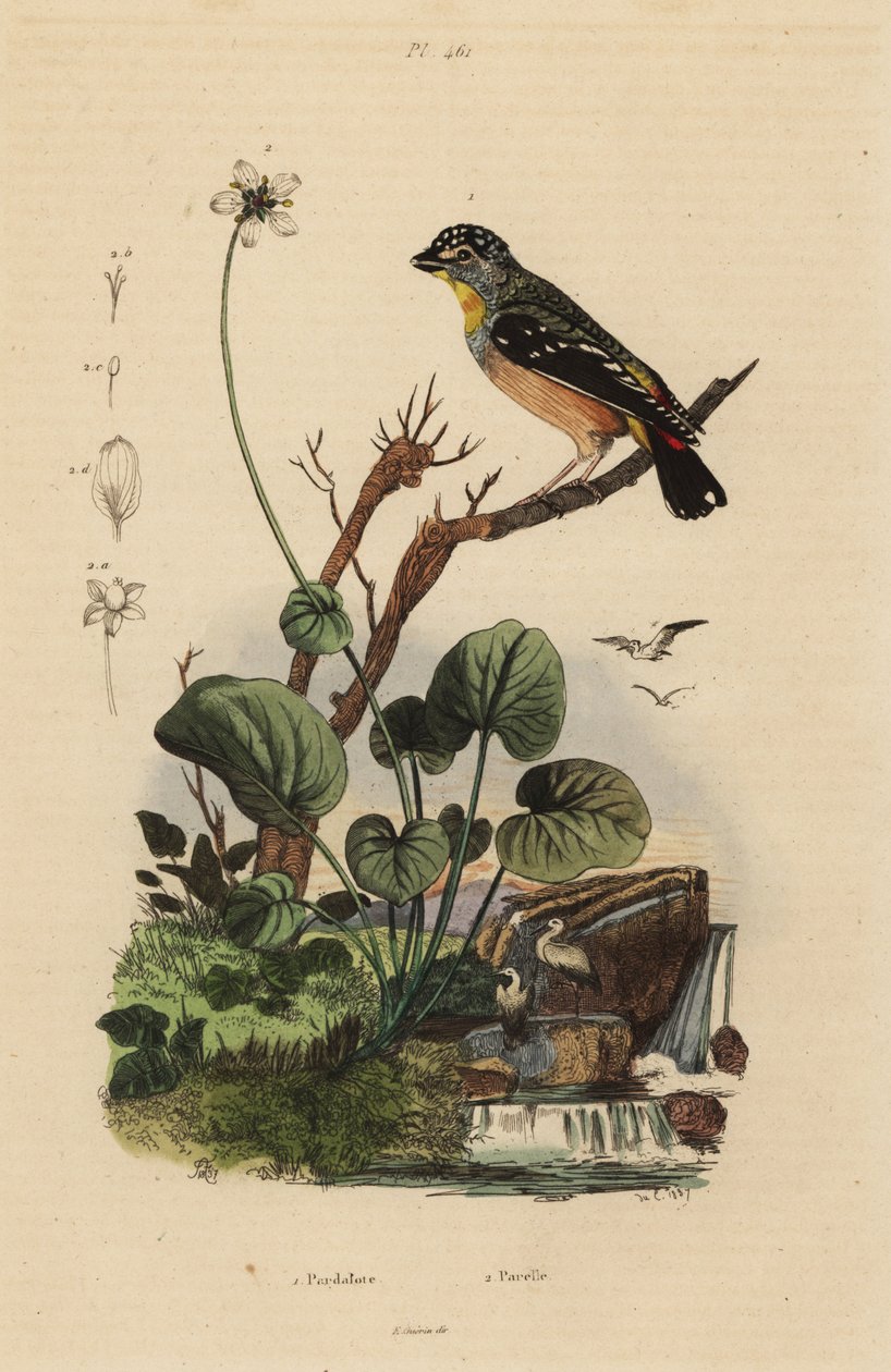 Gefleckter Pardalote von Unbekannt