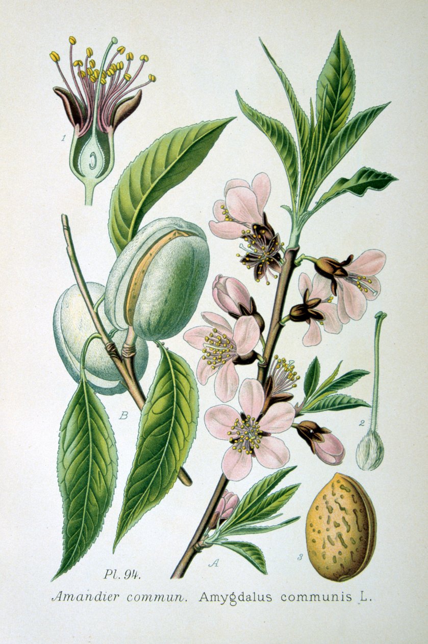 Süße Mandel, 1893 von Unbekannt
