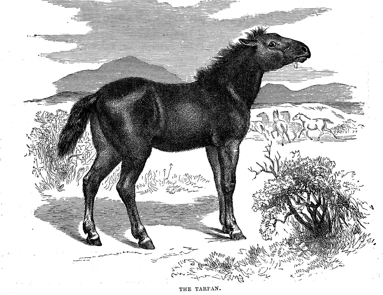 Tarpan, 1884 von Unbekannt