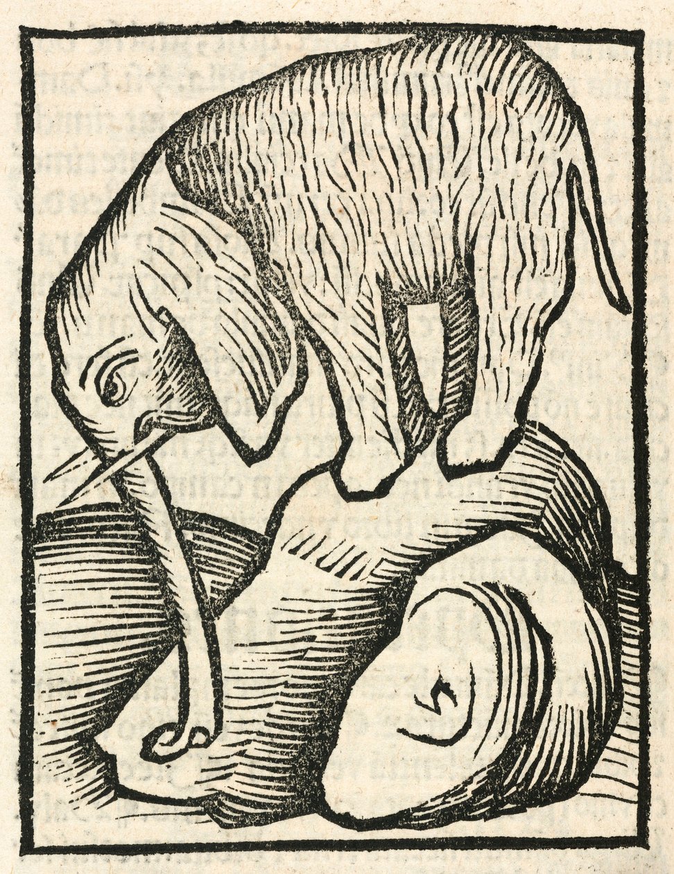 Der Elefant von Unbekannt