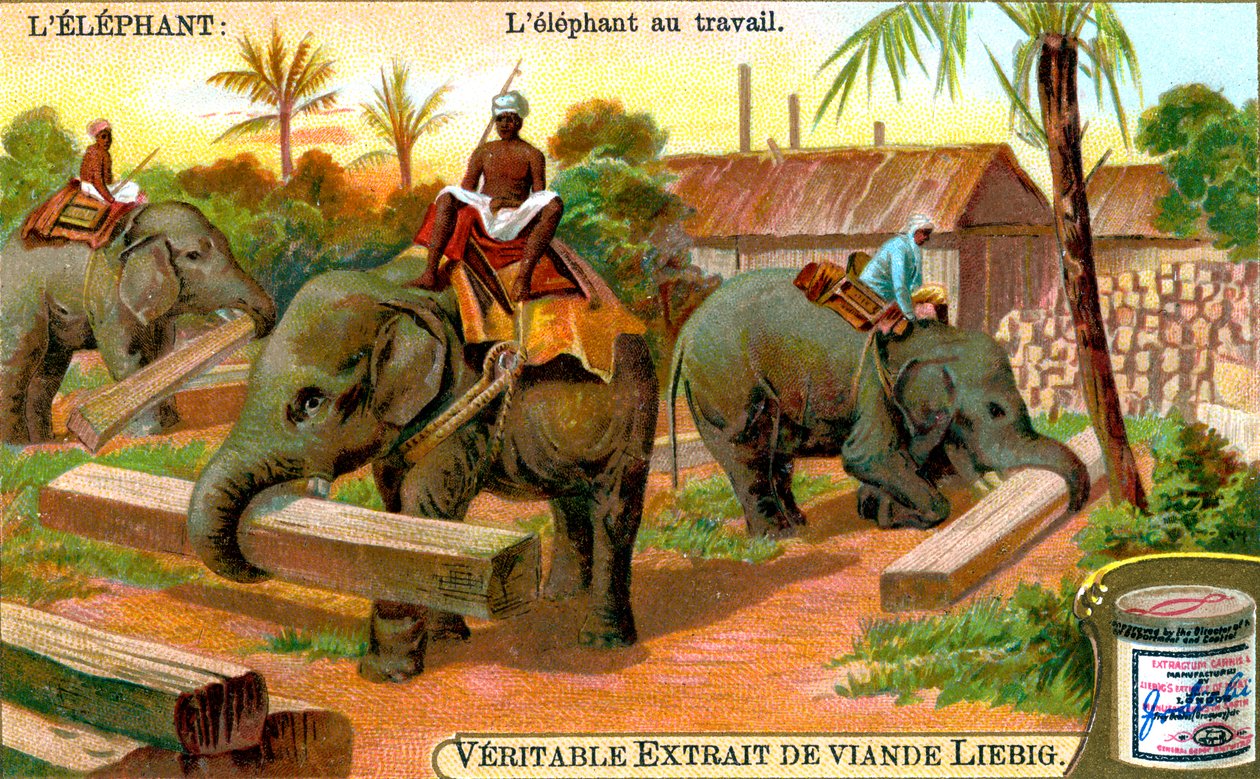Der Elefant bei der Arbeit, ca. 1900 von Unbekannt