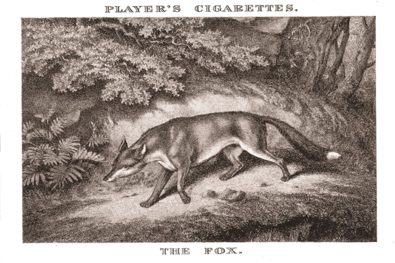 Der Fuchs, 1924 von Unbekannt