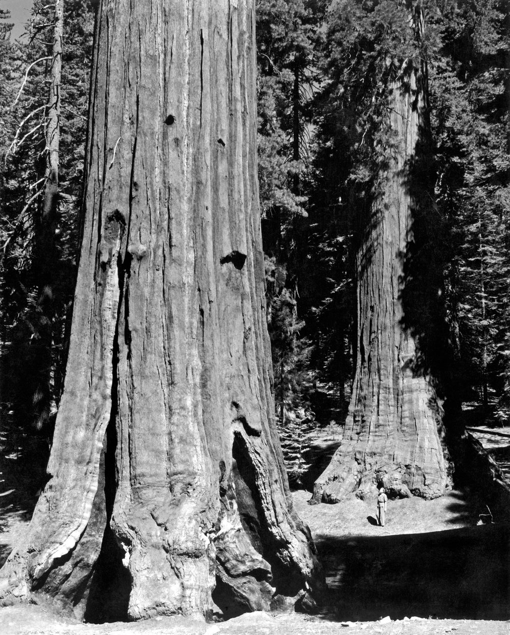 Der Mariposa-Hain in Yosemite (s/w Foto) von Unbekannt