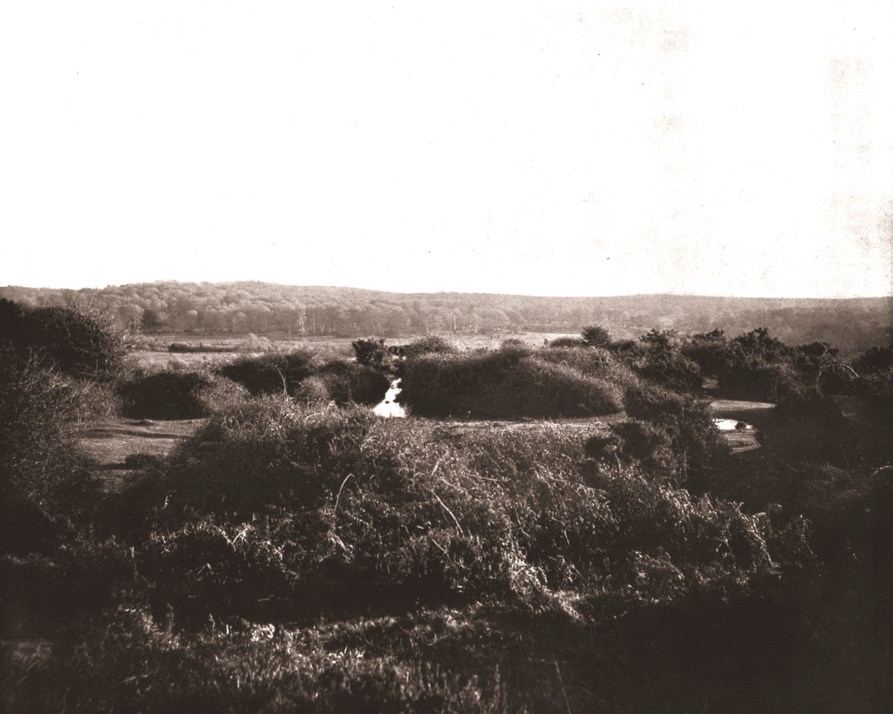 Der New Forest, Hampshire, 1894 von Unbekannt