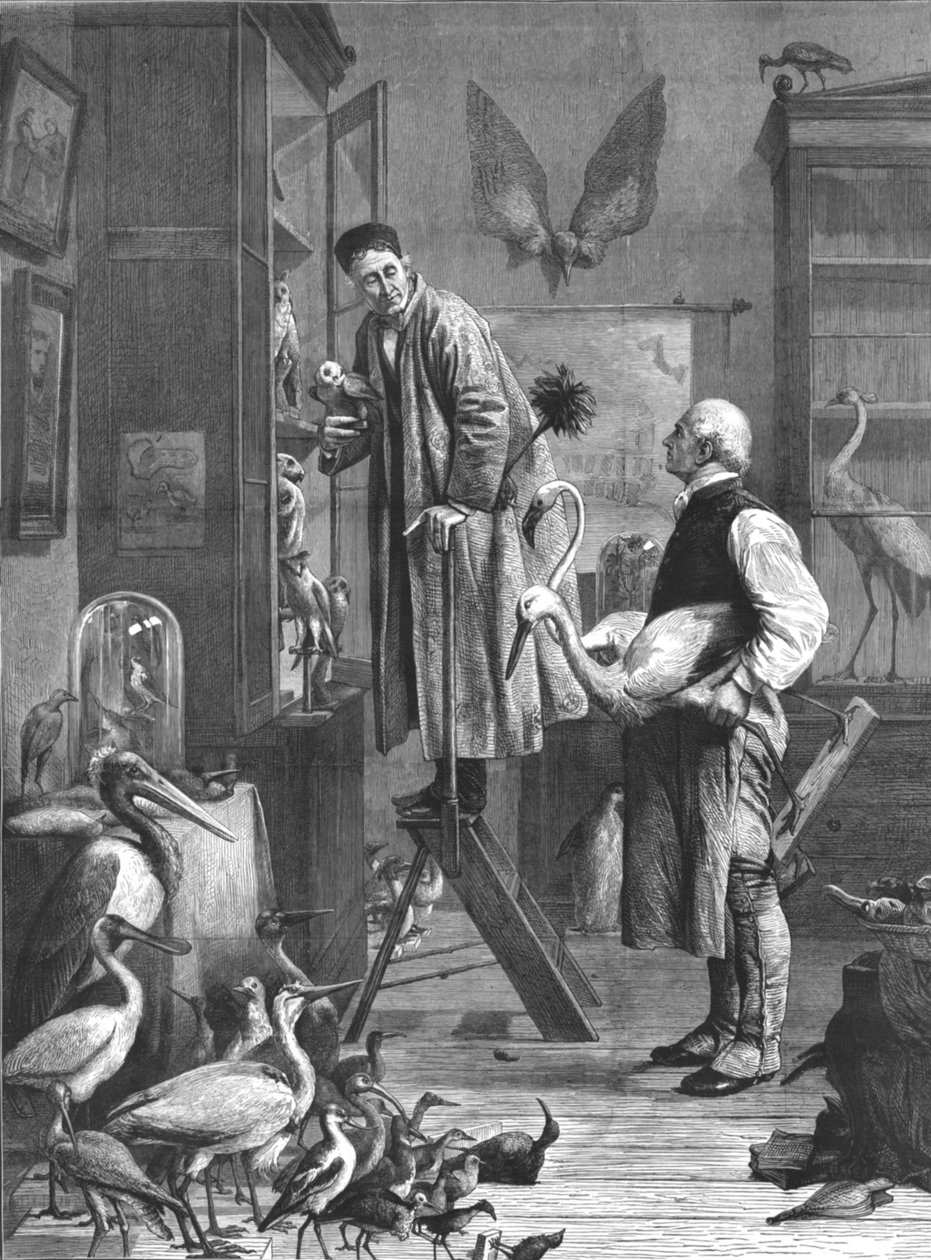 Der Ornithologe von Unbekannt