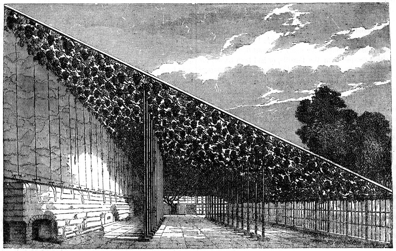 Das Weingut in Hampton Court, 19. Jahrhundert von Unbekannt