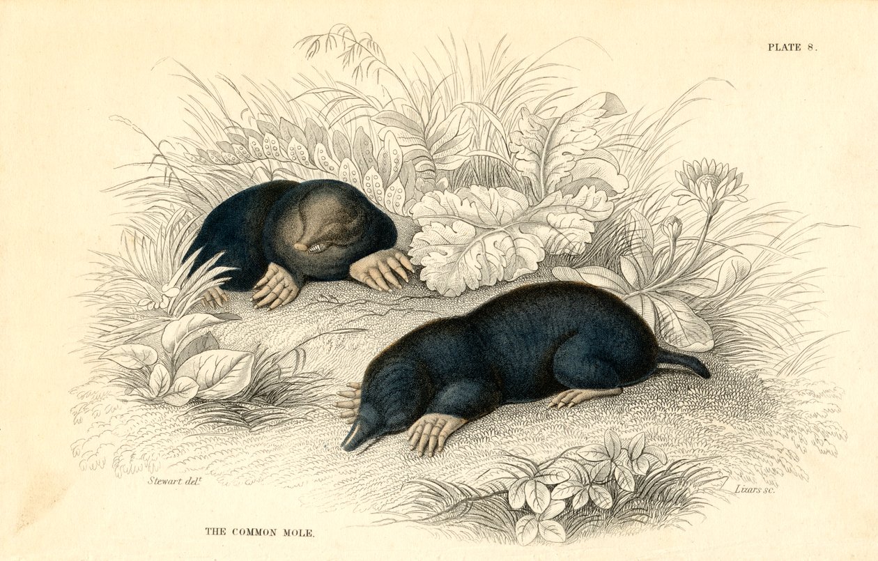 Der gemeine Maulwurf Talpa europaea, 1828 von Unbekannt