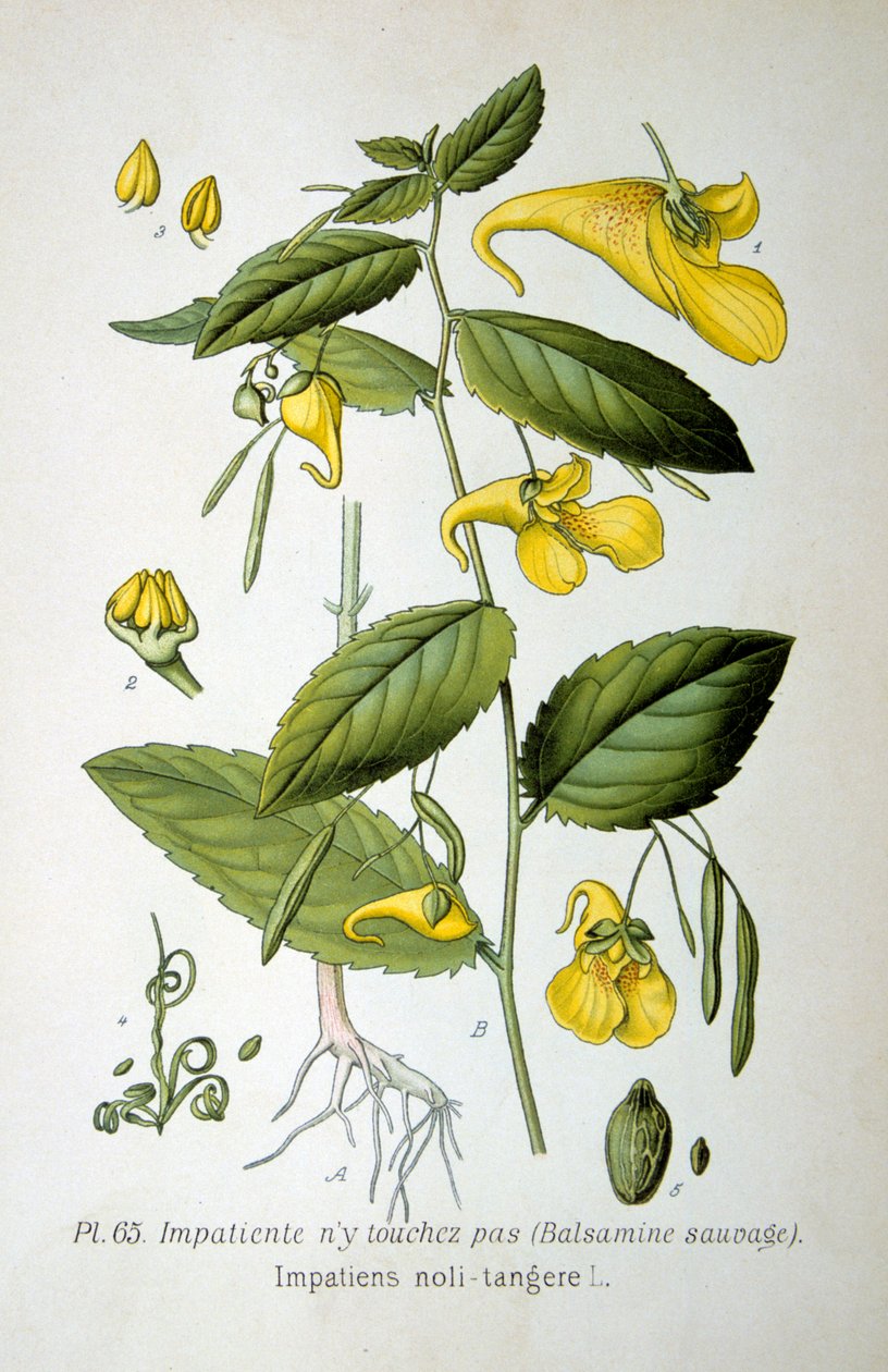 Springkraut, 1893 von Unbekannt