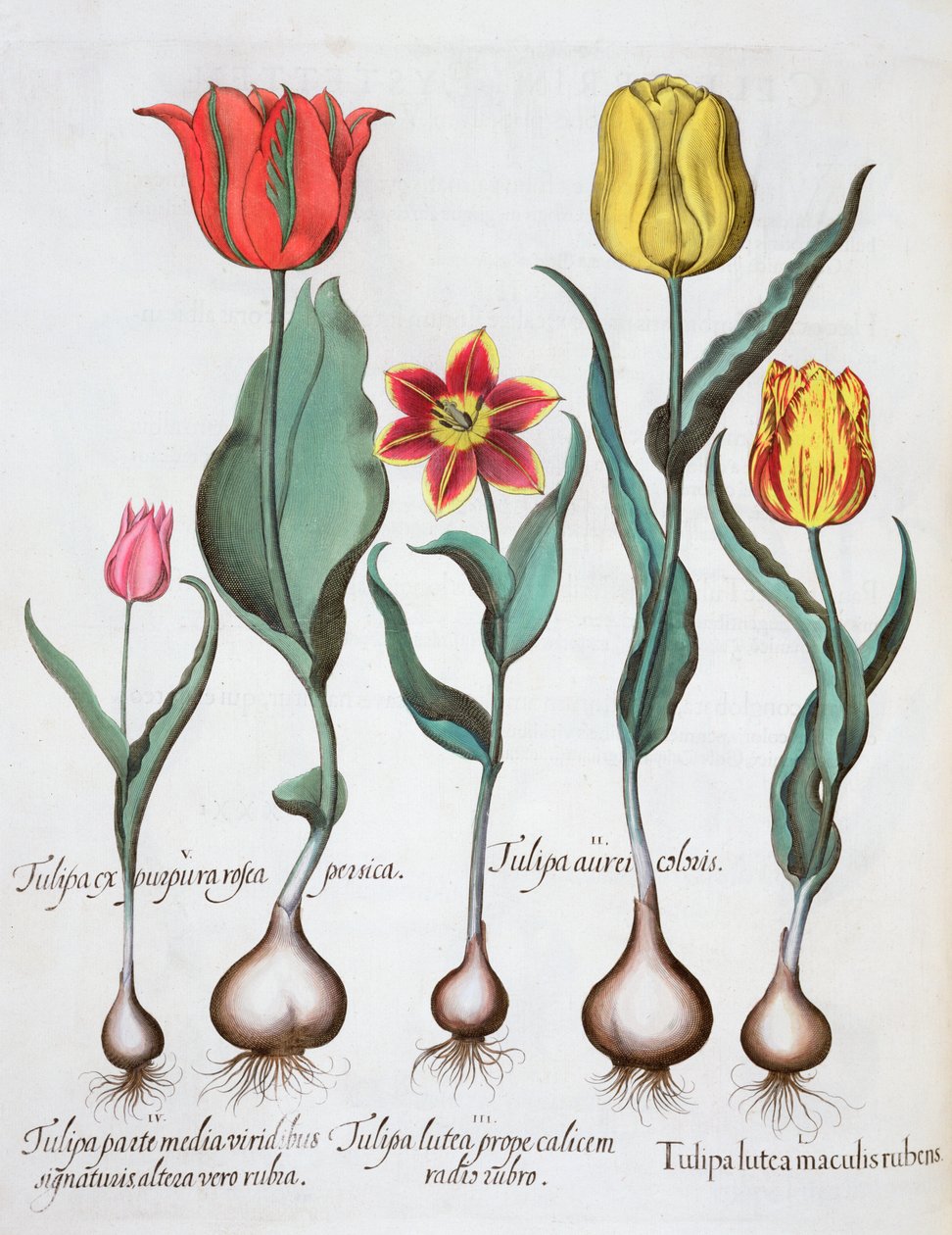 Tulpen, 1613 von Unbekannt