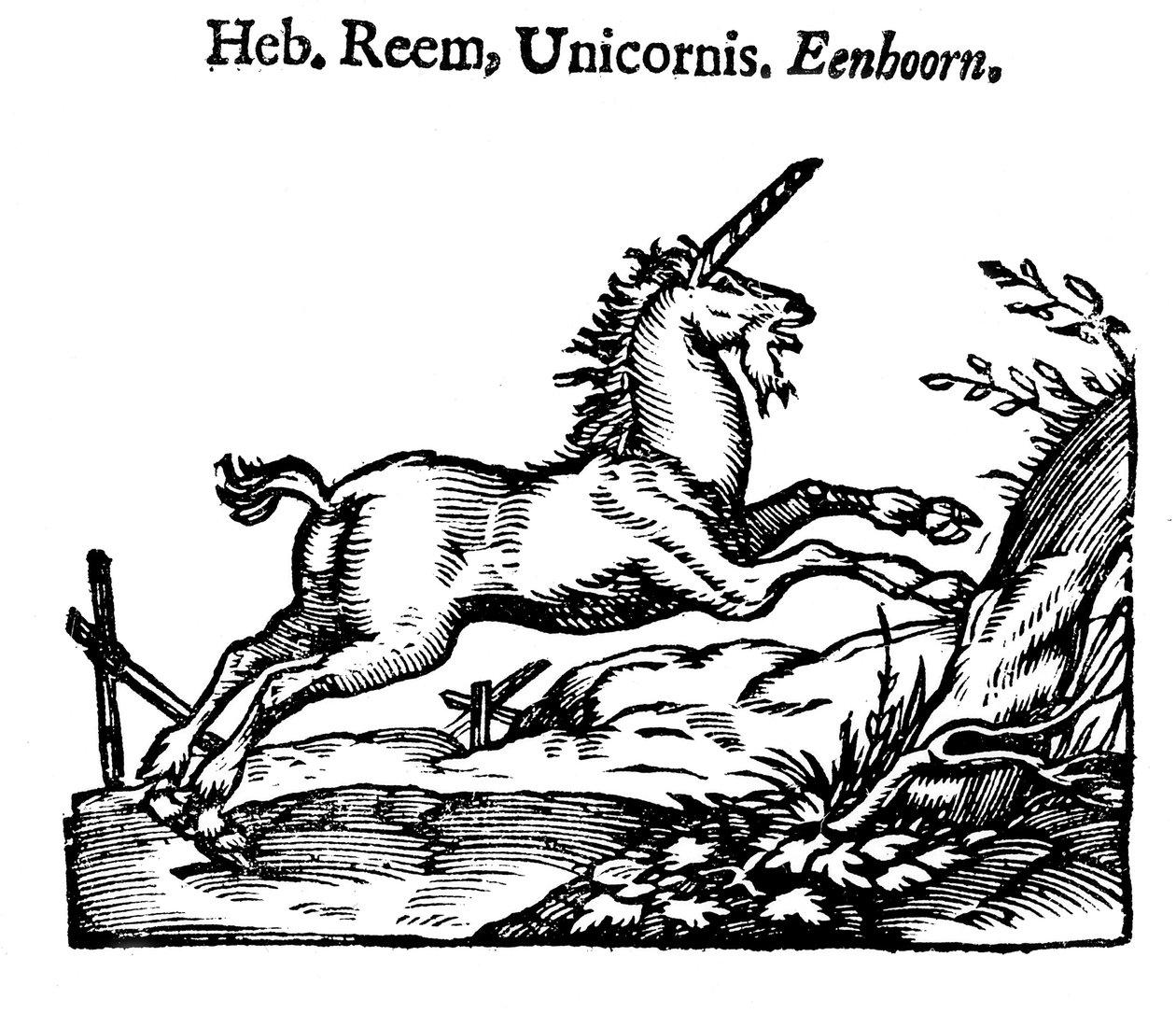 Einhorn von Unbekannt