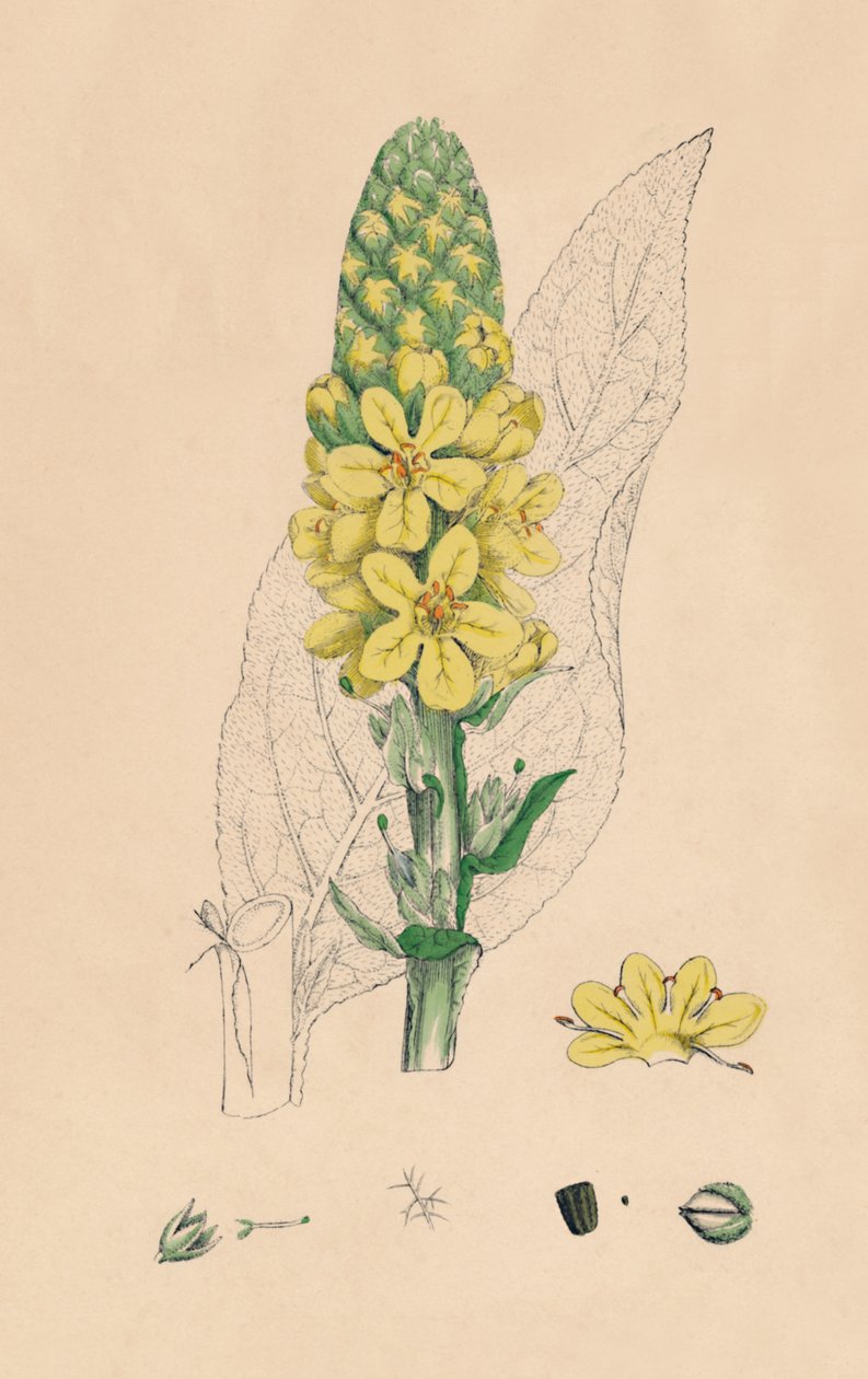 Verbascum Thapsus. Großes Wollkraut, 19. Jahrhundert von Unbekannt