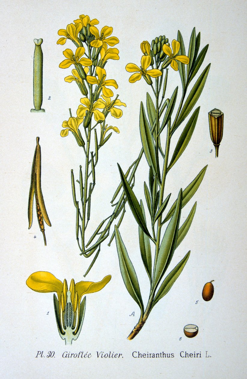 Goldlack, 1893 von Unbekannt