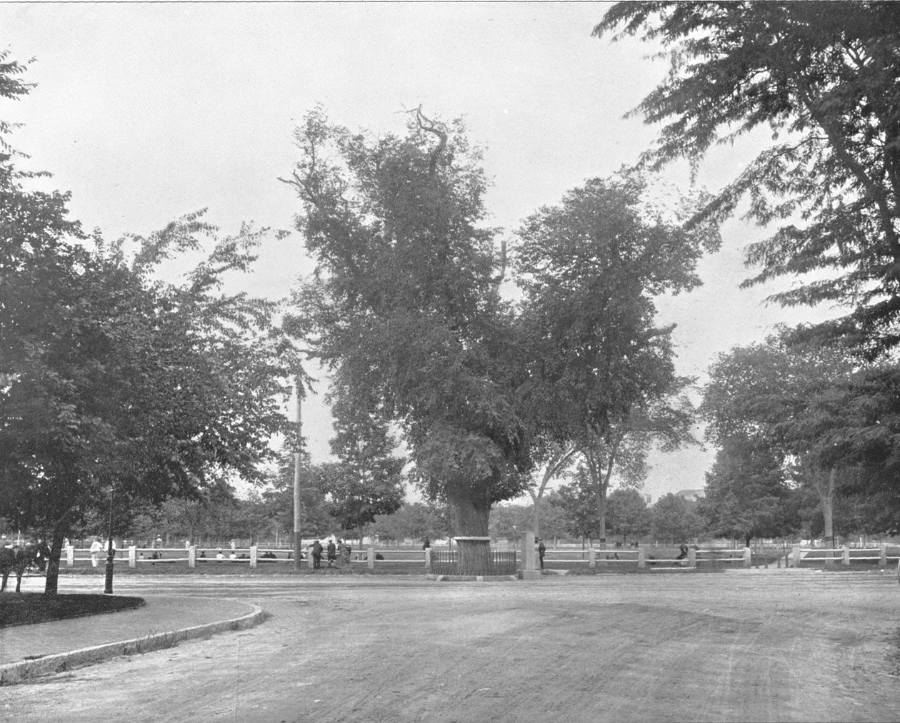 Washington Elm, Cambridge, Massachusetts, USA, ca. 1900 von Unbekannt