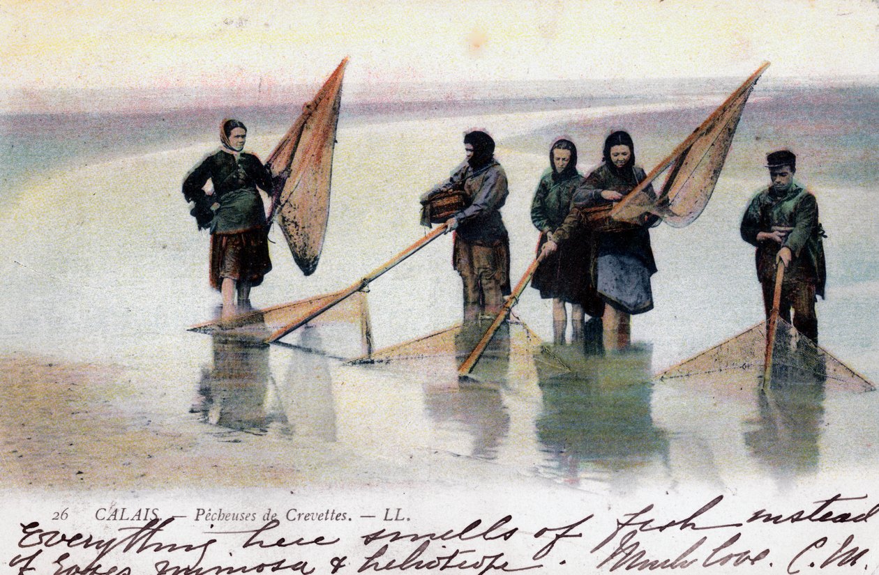Frauen beim Garnelenfischen, Calais, 1905 von Unbekannt