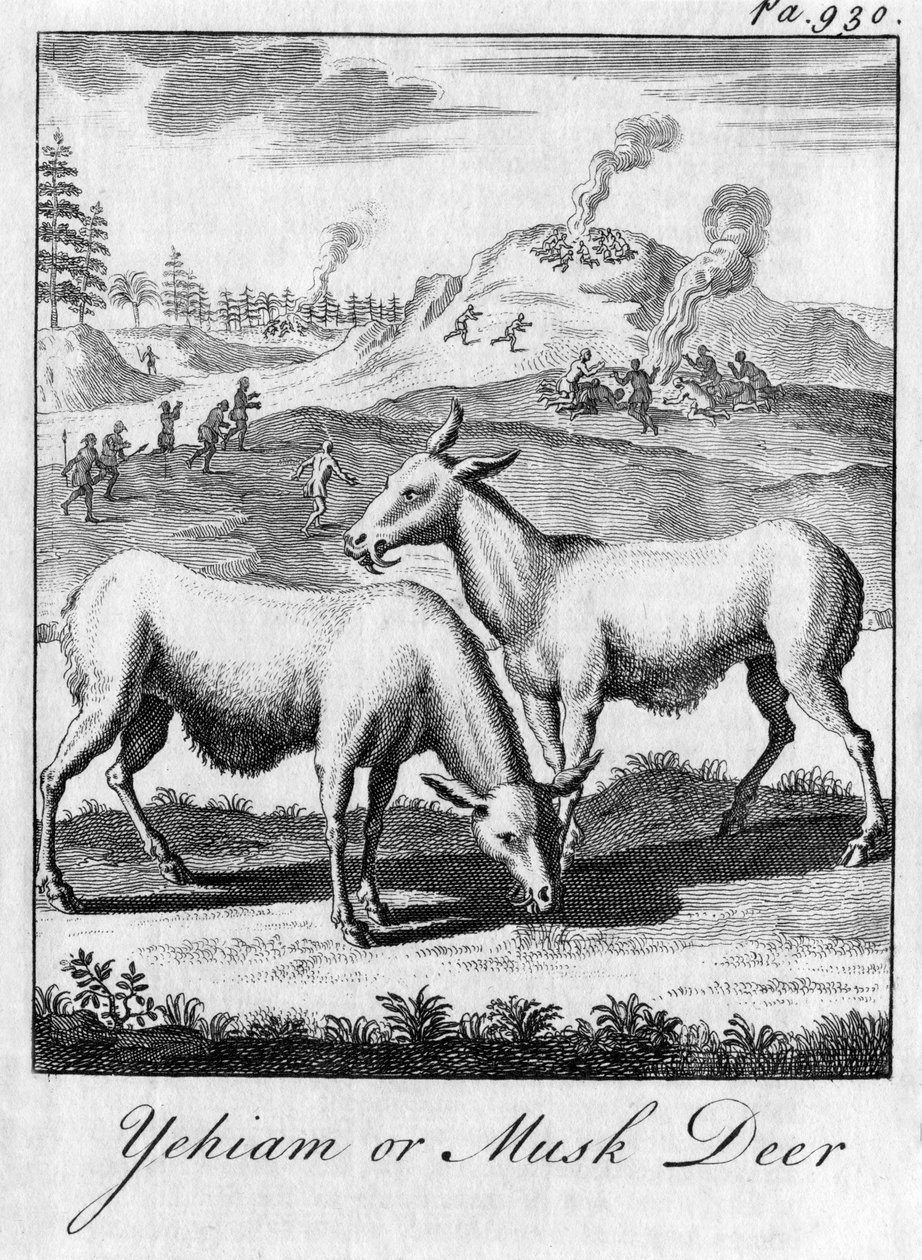 Yehiam oder Moschustier, ca. 18. Jahrhundert von Unbekannt