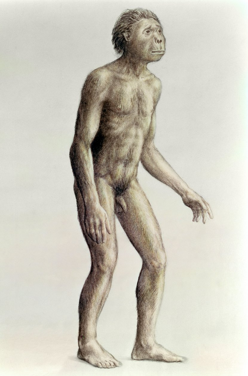 Homo habilis von Unbekannt Unbekannt