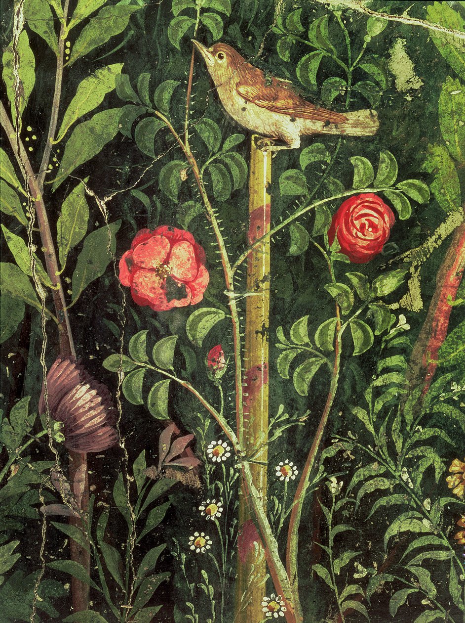 Wandmalerei eines Vogels in einem Garten, Pompeji, 1. Jahrhundert n. Chr. von Unbekannt Unbekannt
