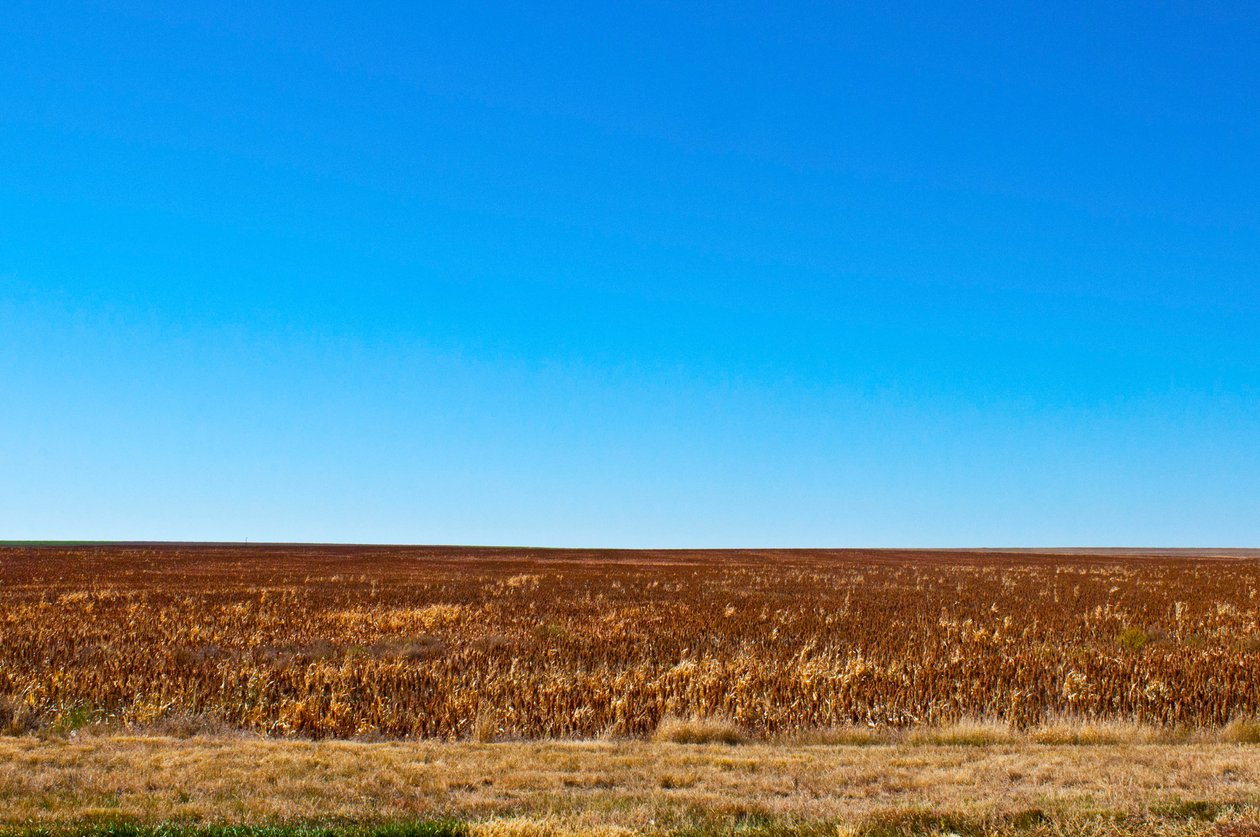 Sorghum bereit zur Ernte, Eads, Colorado von Unbekannt Unbekannt