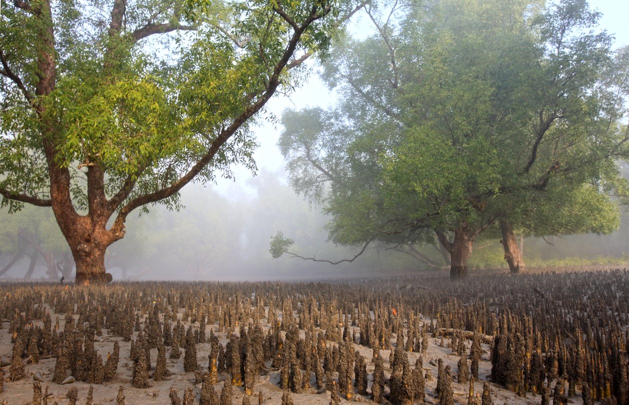 Sundarban von Unbekannt Unbekannt