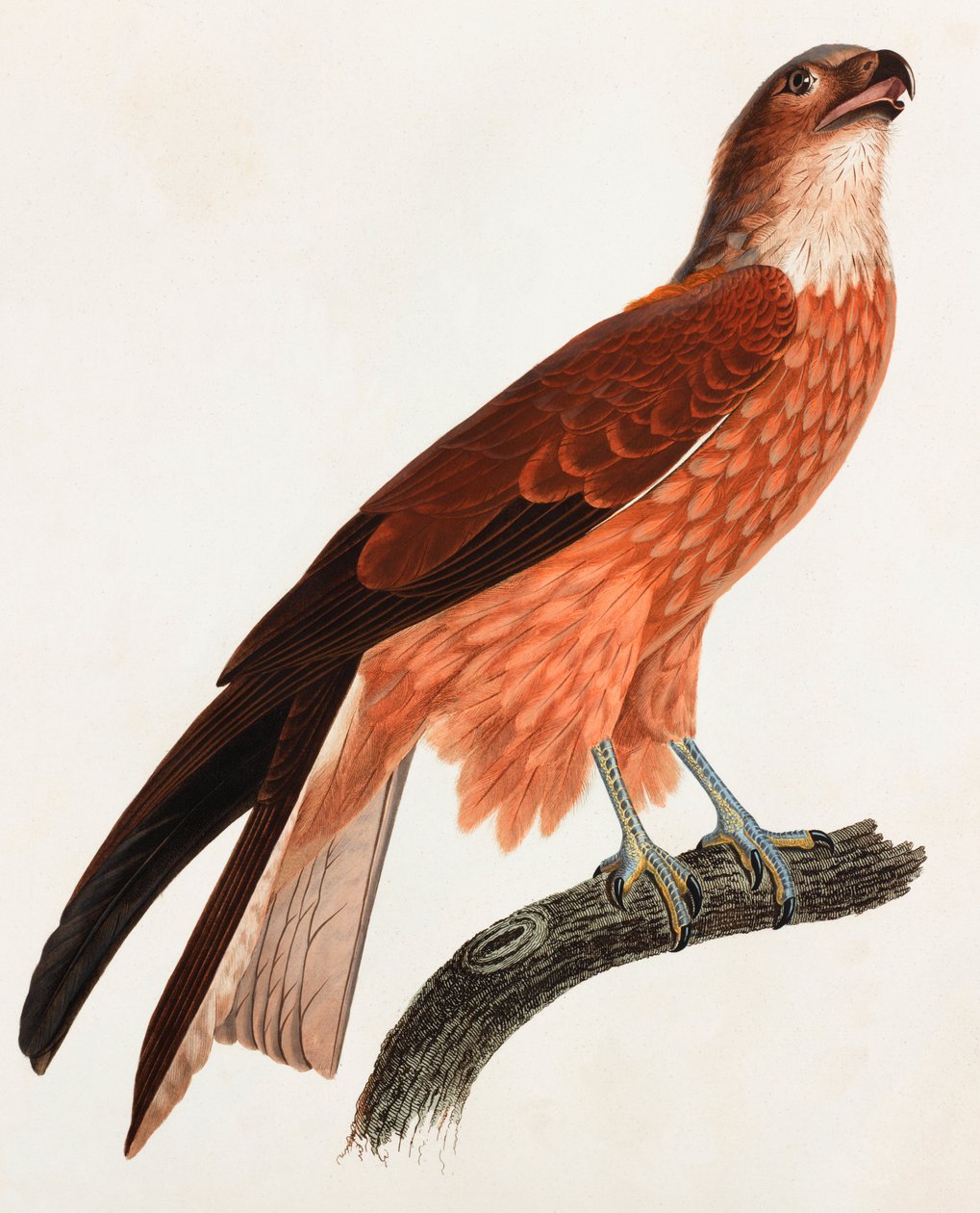 Eine Farbabbildung eines braunen Vogels von Unbekannt
