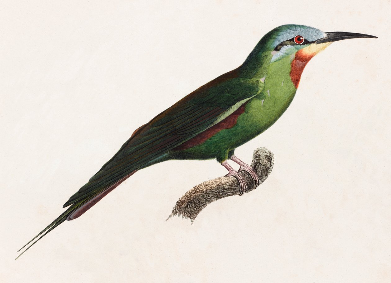 Eine Farbabbildung eines grünen Vogels von Unbekannt