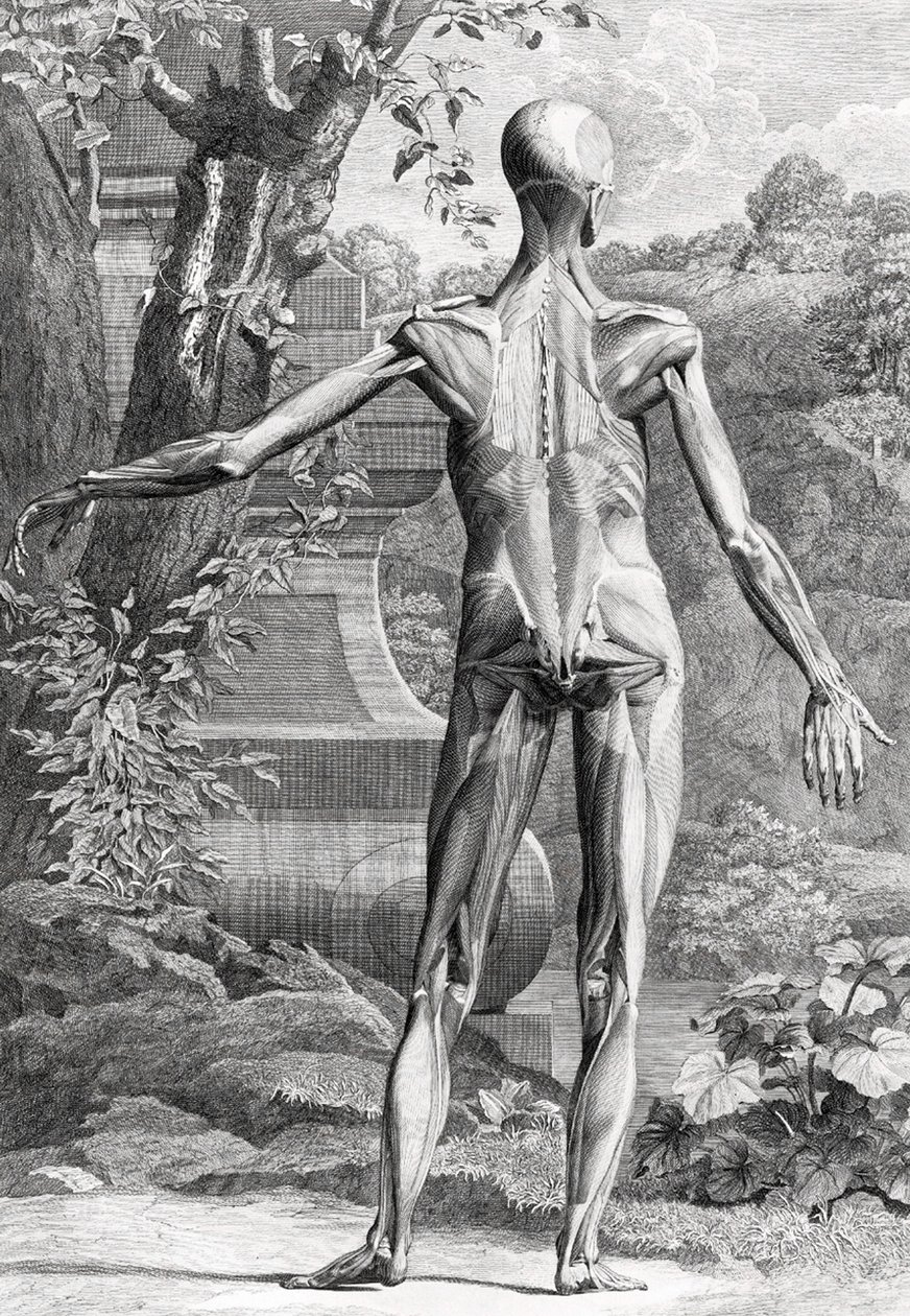 Anatomische Illustration von Unbekannter Künstler