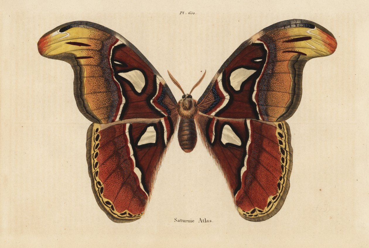 Atlas-Seidenspinner, Attacus atlas von Unbekannt