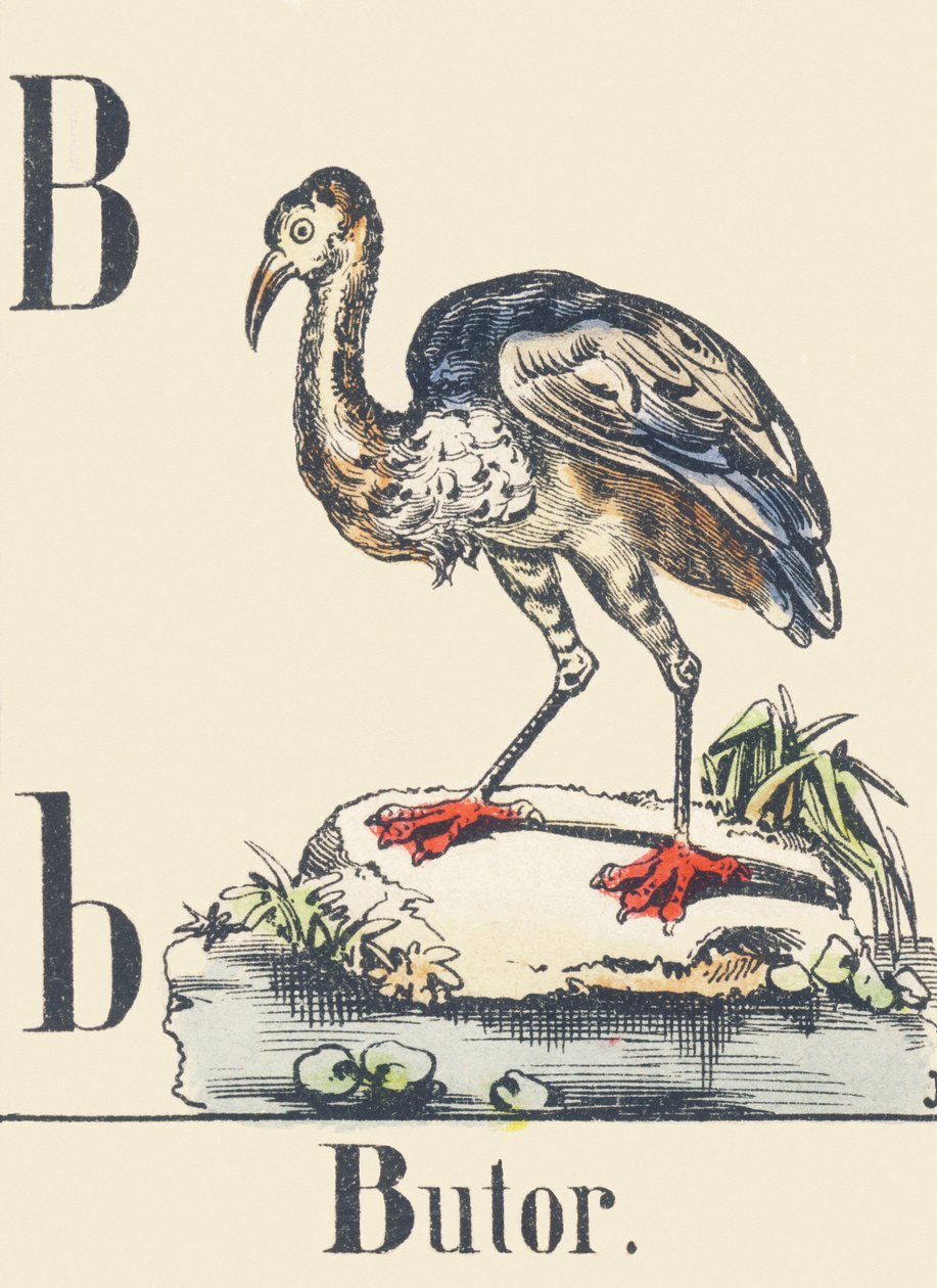 B: Rohrdommel, ca. 1880-1900 (Illustration) von Unbekannter Künstler