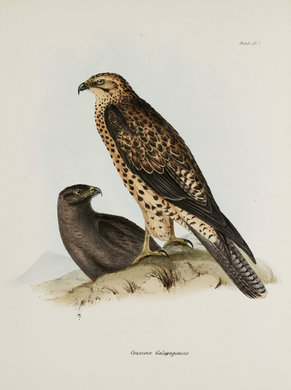 Raubvögel, Galapagos-Inseln, ca. 1832-1836 von Unbekannt