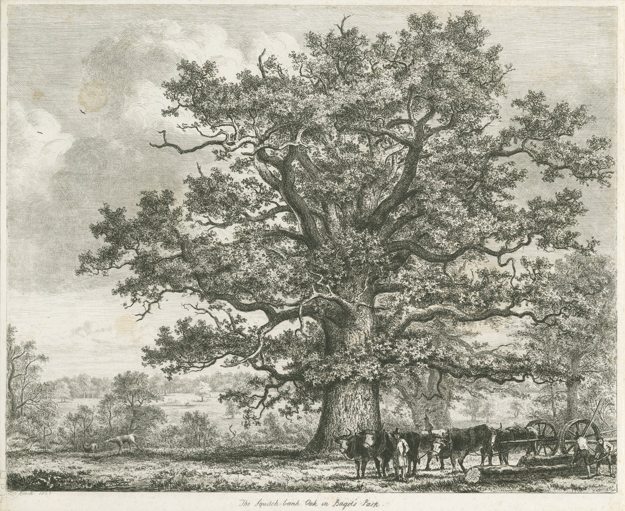Blithfield - Squitch-bank Eiche (1824) von Unbekannt