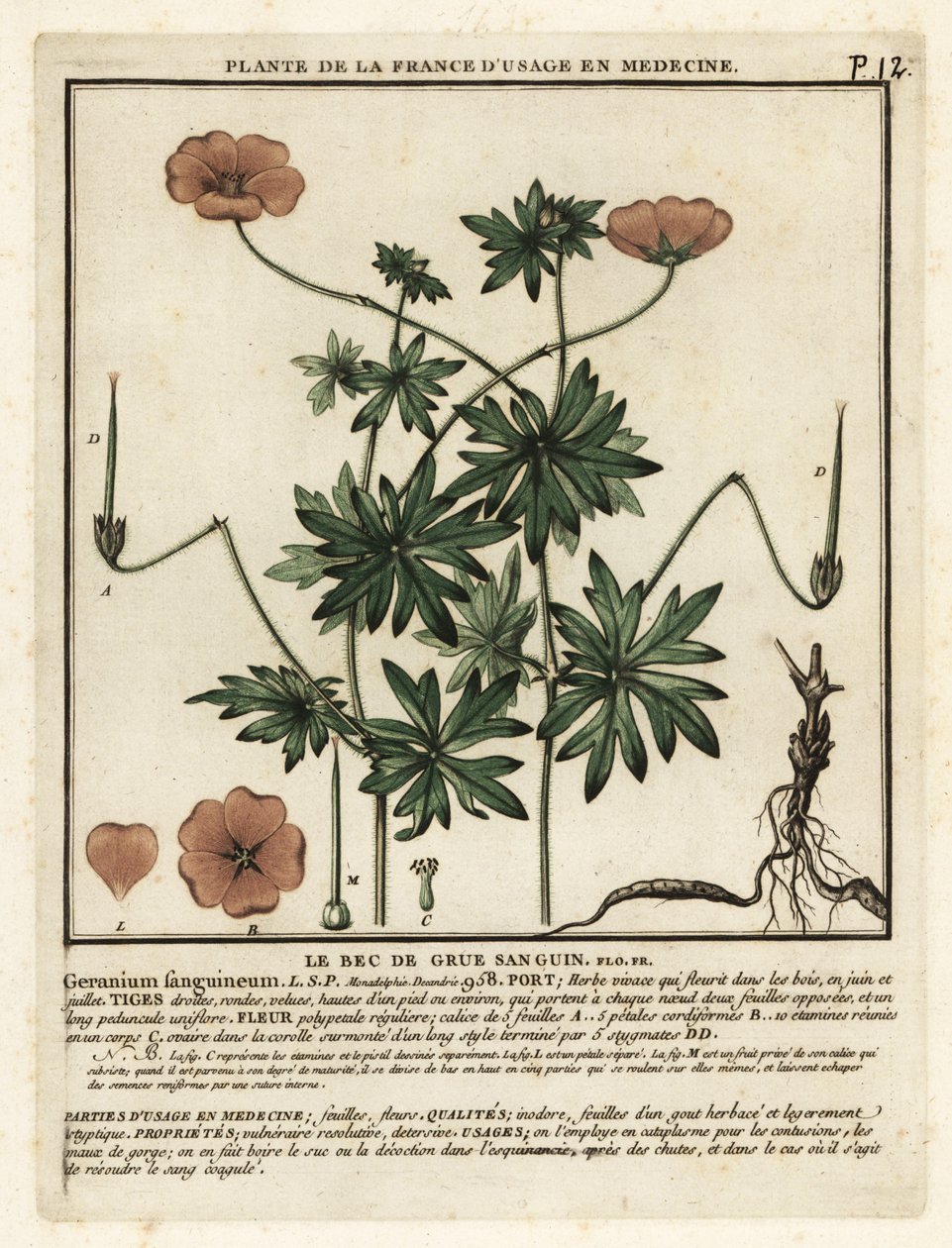 Blutroter Storchschnabel, Geranium sanguineum von Unbekannter Künstler
