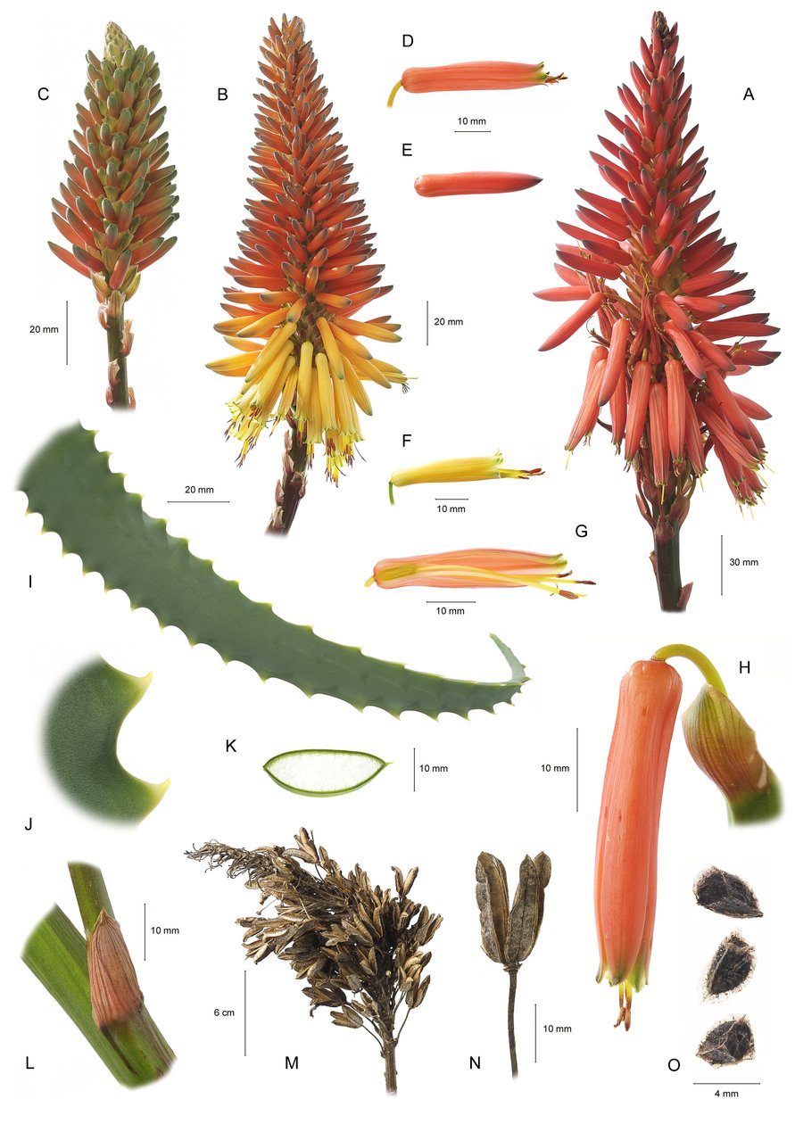 Botanische Tafel Aloe arborescens von Unbekannt