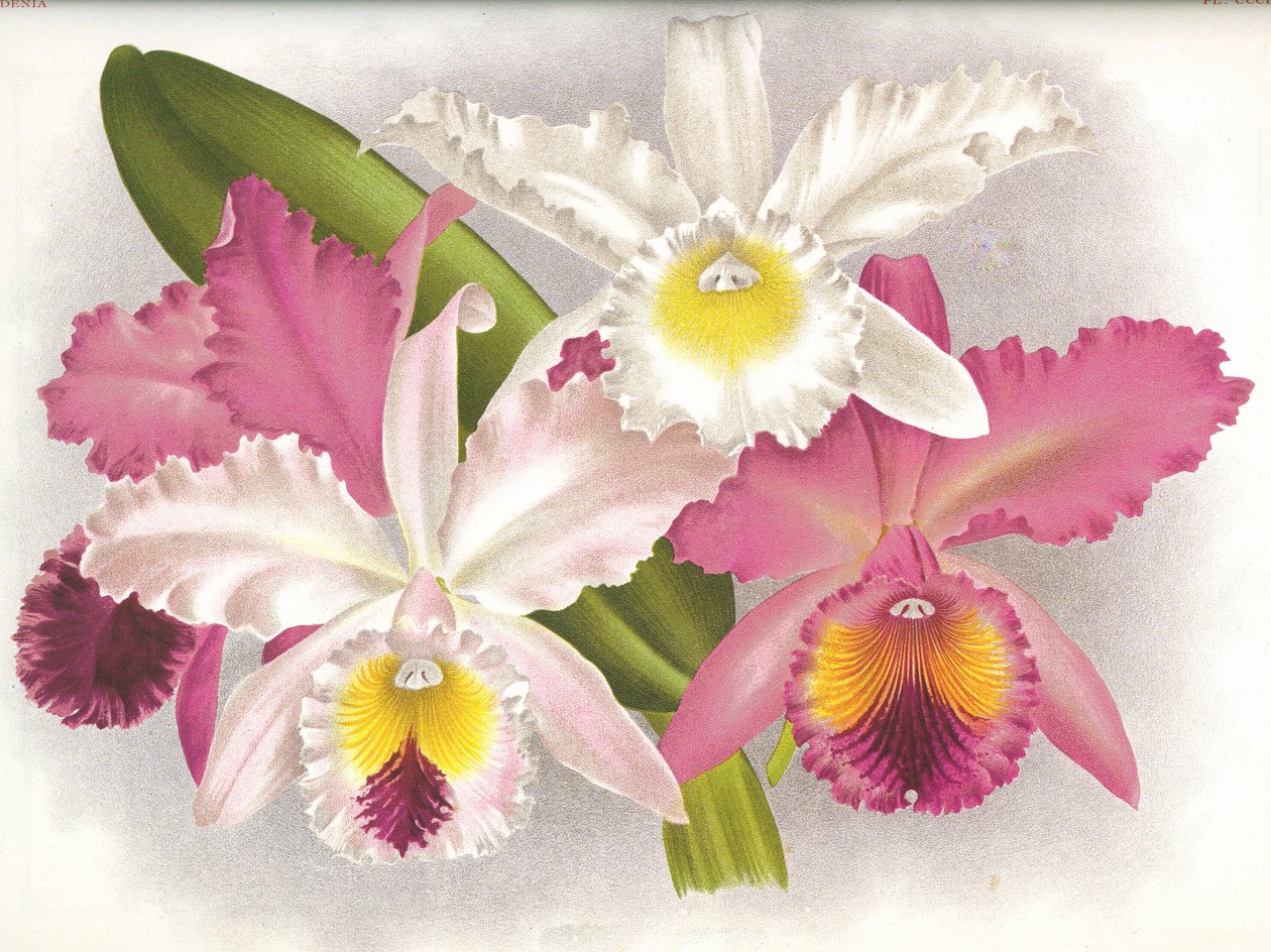 Botanische Tafel/Cattleya labiata/Lindenia von Unbekannt