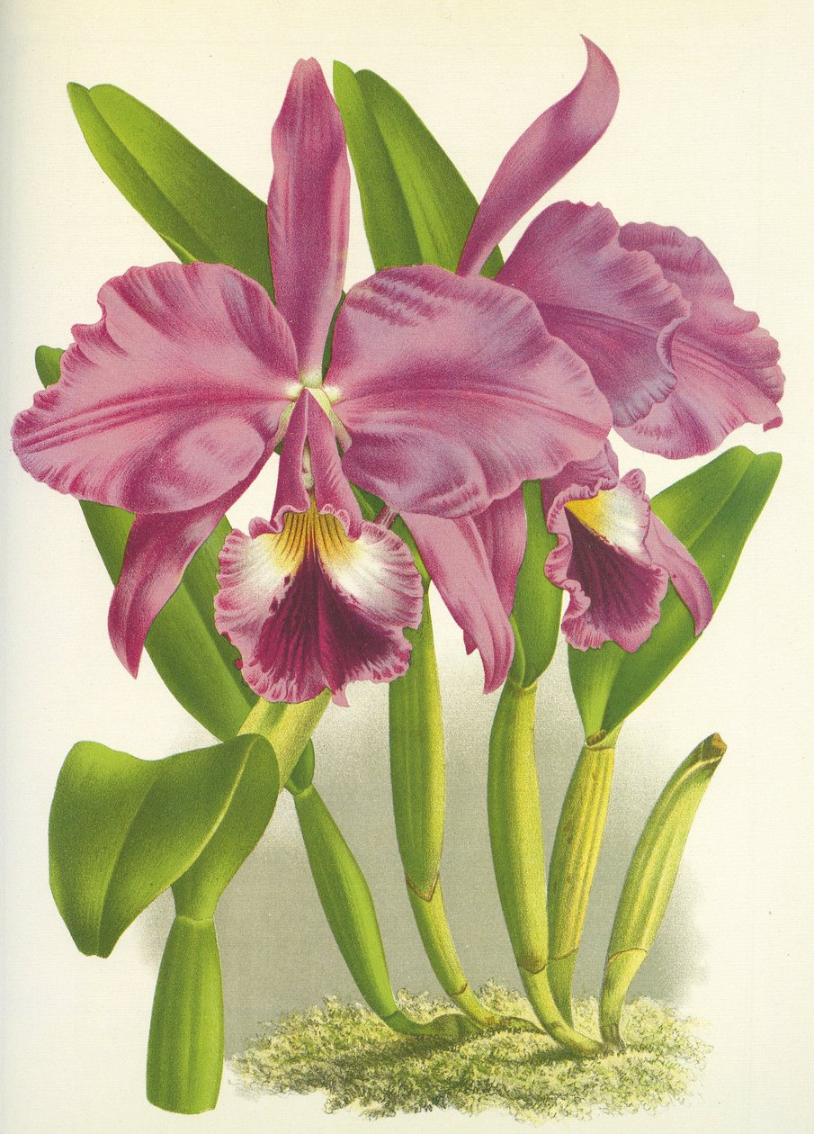 Botanische Tafel: Cattleya labiata var. Autumnalis von Unbekannt