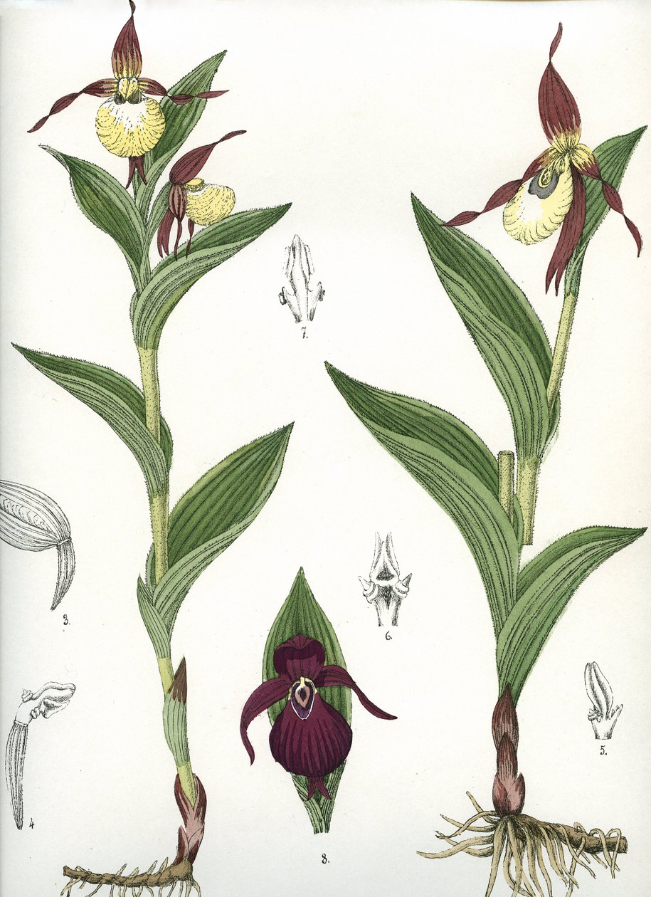 Botanische Tafel/Cypripedium calceolus/Venus-Schuh von Unbekannt
