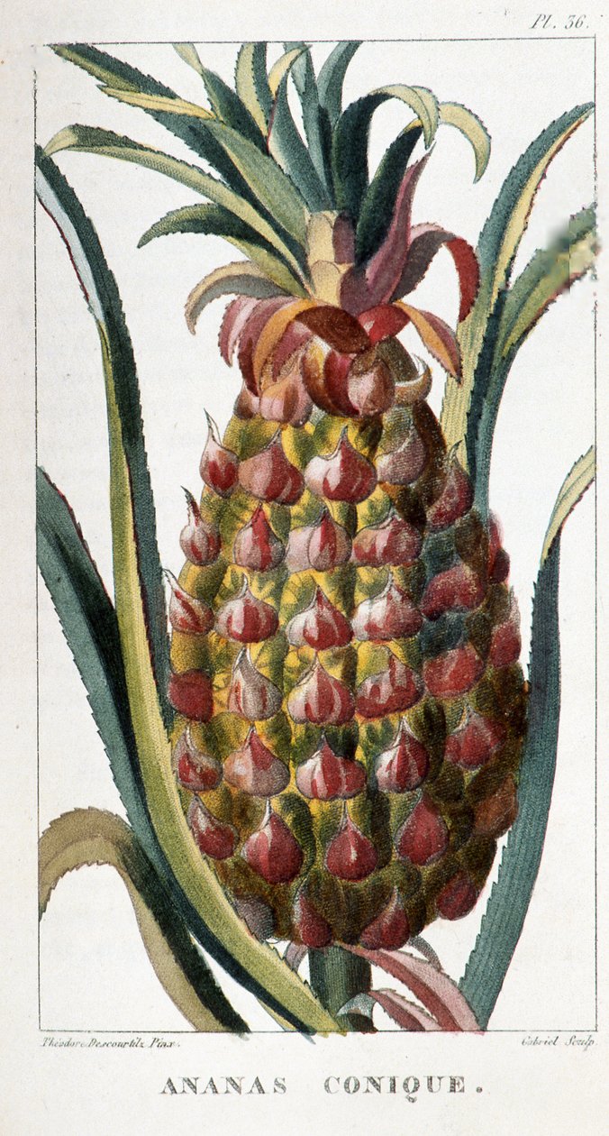 Botanische Tafel/Ananas von Unbekannt