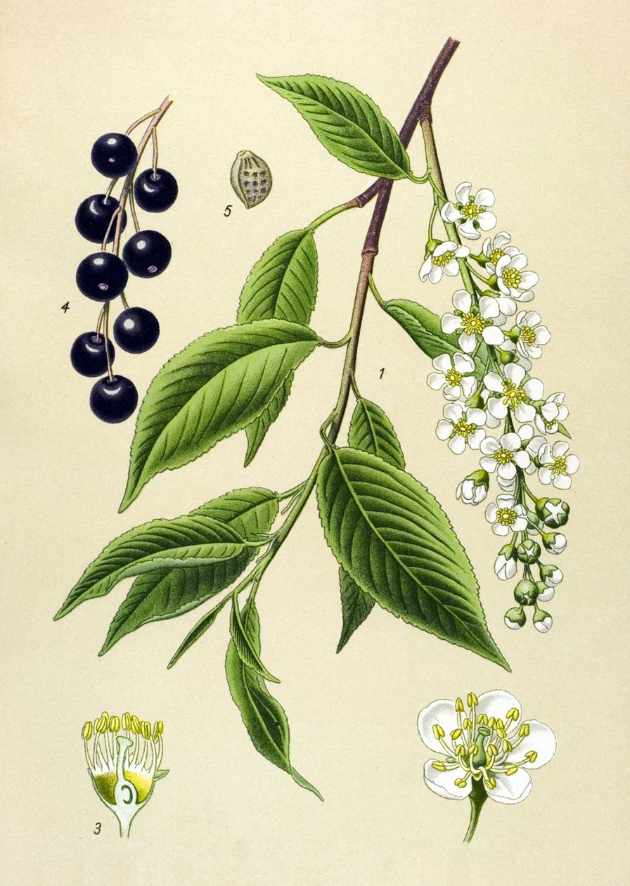 Botanische Tafel, Pflanze: Traubenkirsche (Prunus padus) von Unbekannter Künstler