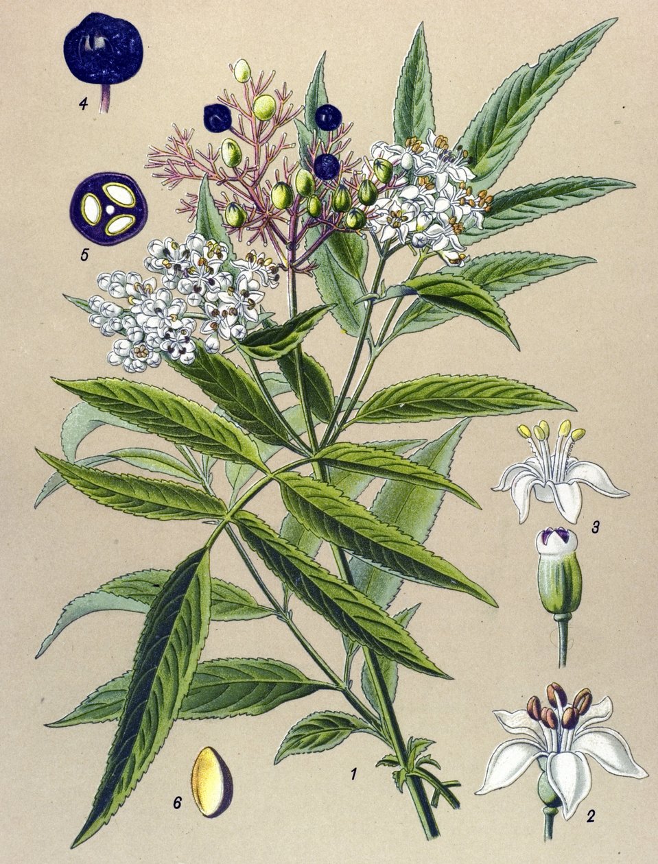 Botanische Tafel, Pflanze: Zwergholunder (Sambucus ebulus) von Unbekannter Künstler