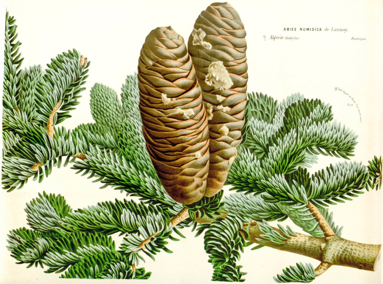Botanische Illustration Abies numidica von Unbekannt