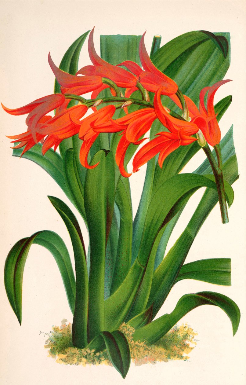 Botanische Illustration Ada aurantiaca von Unbekannt