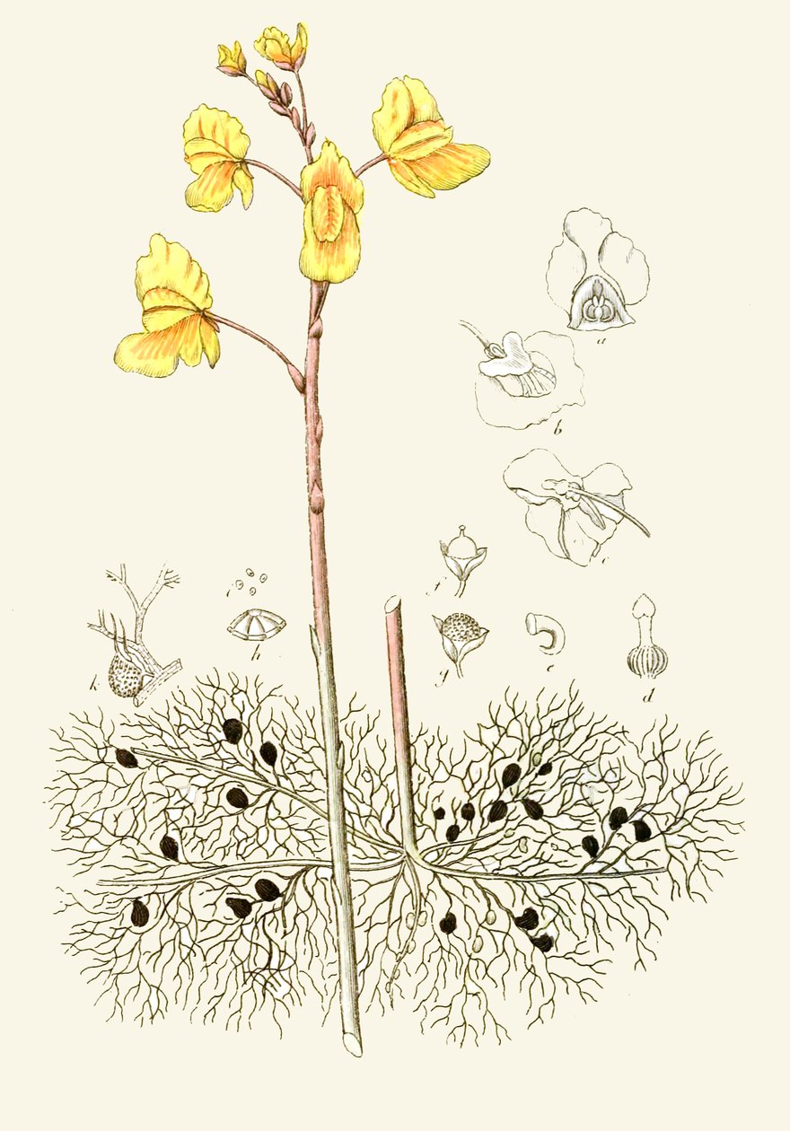 Botanische Illustration Utricularia vulgaris von Unbekannt