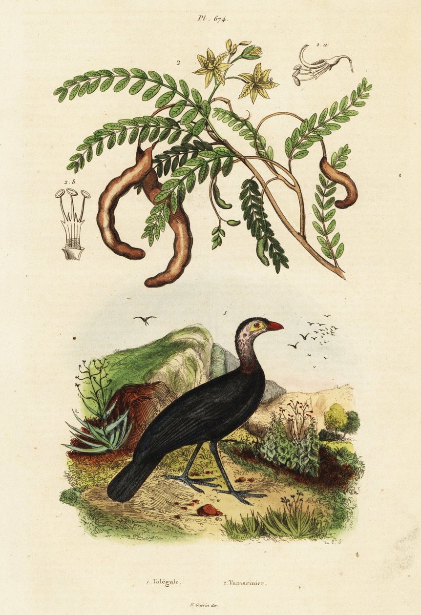 Buschhuhn und Tamarinde, 1834-1839 (Gravur) von Unbekannter Künstler