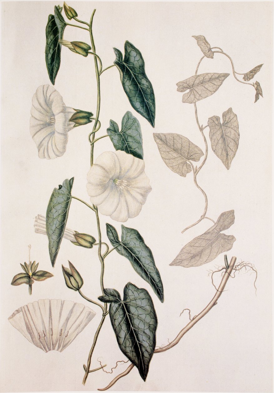 Calystegia sepium/Convolvulus sepium/Heckenwinde von Unbekannt