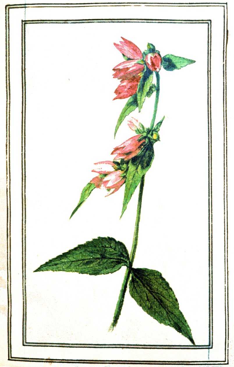 Gemeine Glockenblume von Unbekannter Künstler