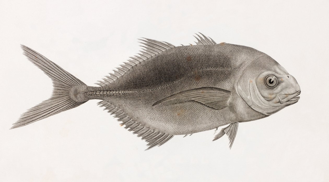 Caranx Sauteur (Nahaufnahme) von Unbekannt