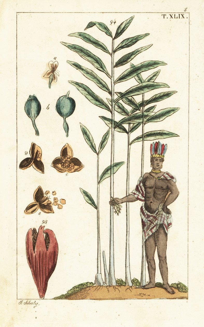 Kardamombaum, Elettaria cardamomum von Unbekannter Künstler